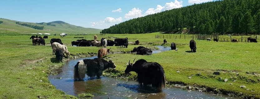 Păduri, pajiști, pășuni